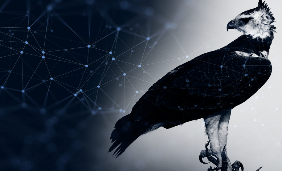 imagens ilustrativa para o projeto harpia